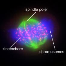 Cell in mitosis